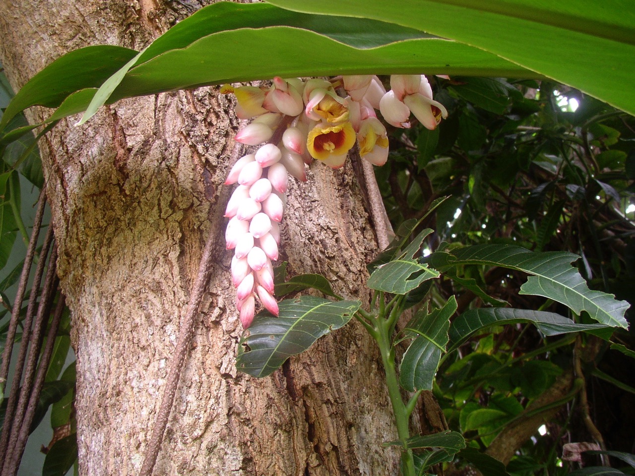 Lanai City Vacation Rental Dreams Come True on Lanai Lanai, Hawaii