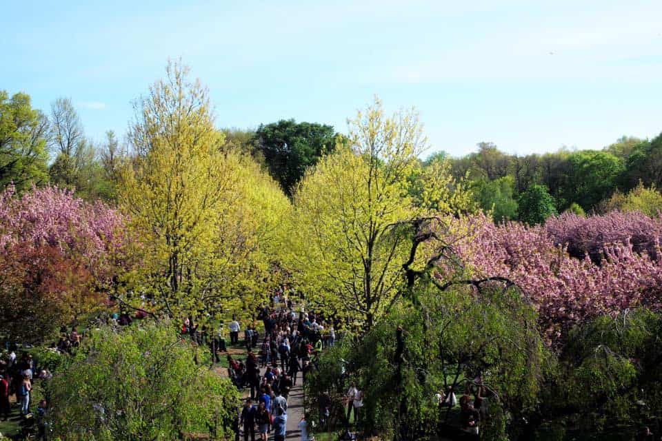 Cherry Blossom Festival Nyc 2023 A New Yorker's Guide To The 2021 Annual Spring Cherry Blossom Festival At The Brooklyn Botanic Garden - Dreams In Heels - Travel And Lifestyle Blog By A Latina Abroad