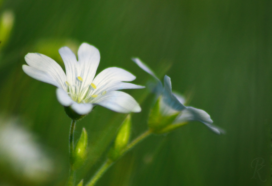 Flower dream meaning