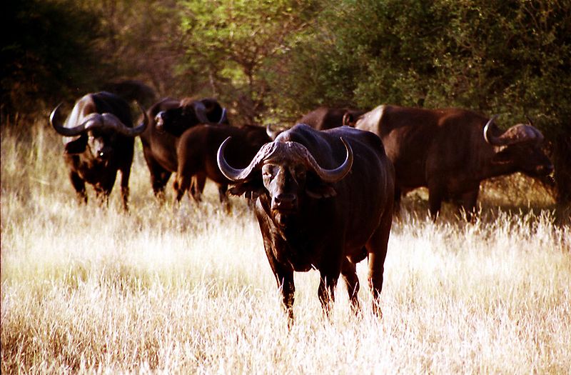 buffalo dream meaning