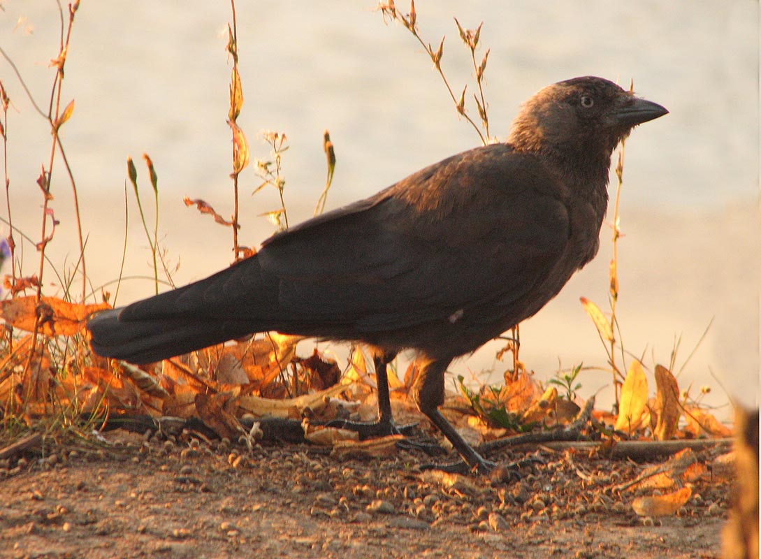 Crow dream meaning