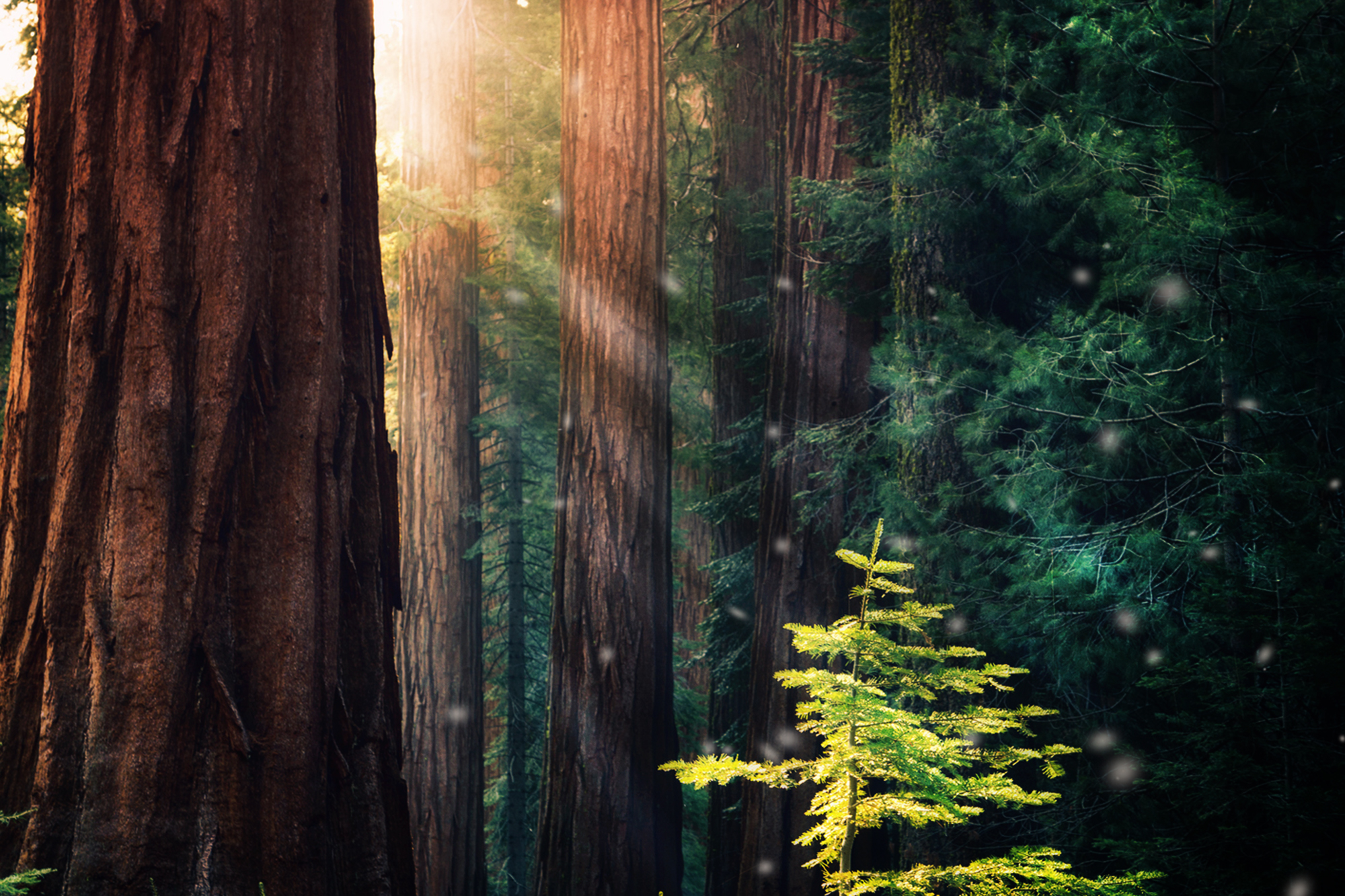 Volume II "The Secret Life of Trees" Dreams of the Old Growth Redwoods