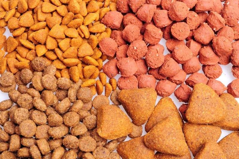 5 Reasons to check Is Kibble Food Killing Your Dog? Dreamy Mammals