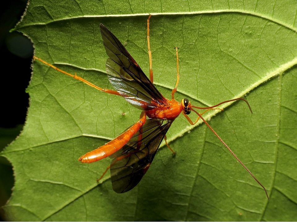 Braconid Wasps Garden Benefits & How to Attract Them Dre Campbell Farm