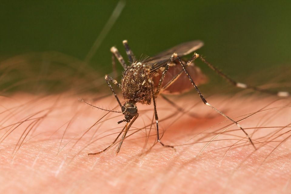 26 Natural Ways to Get Rid Of Mosquitoes Inside and Outside Dre