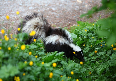17 Natural Ways to Get Rid of Skunks Dre Campbell Farm