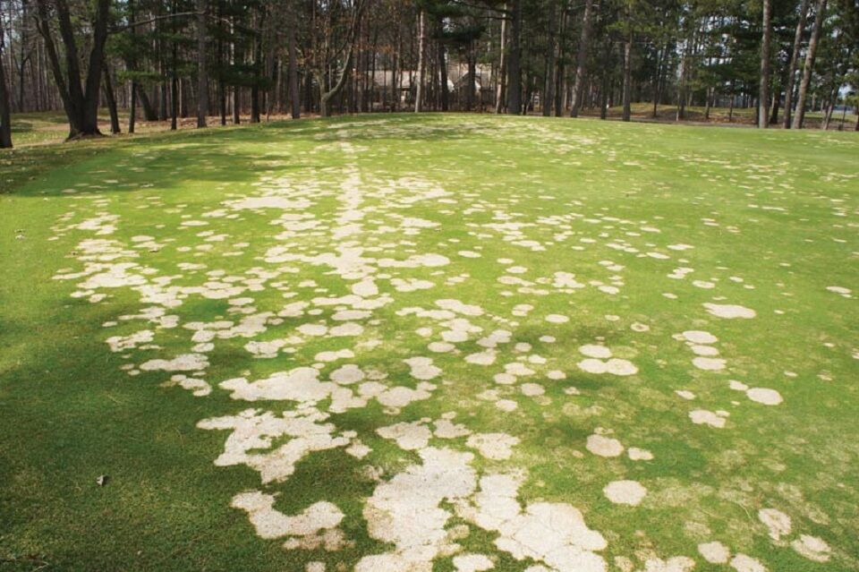 11 Natural Ways to Get Rid of Snow Mold Dre Campbell Farm