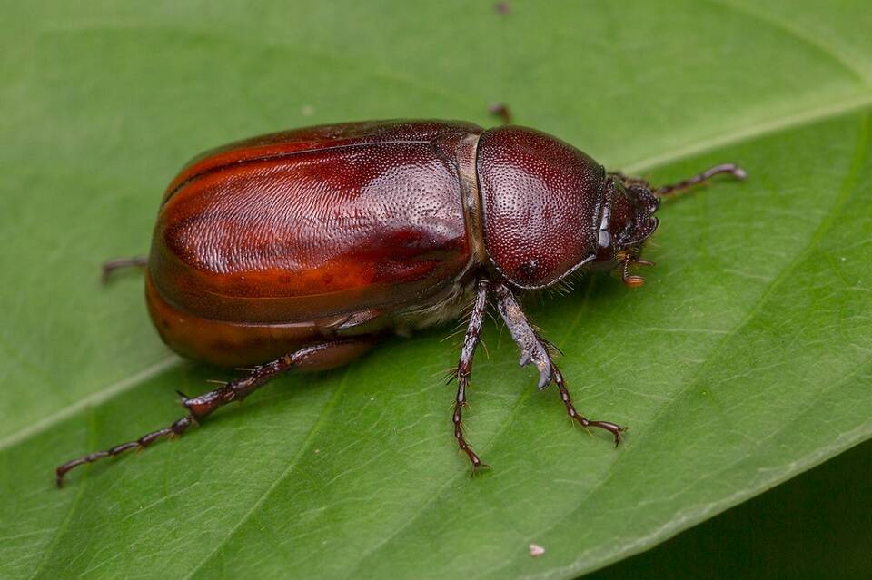 11 Natural Ways to Get Rid of June Bugs Dre Campbell Farm