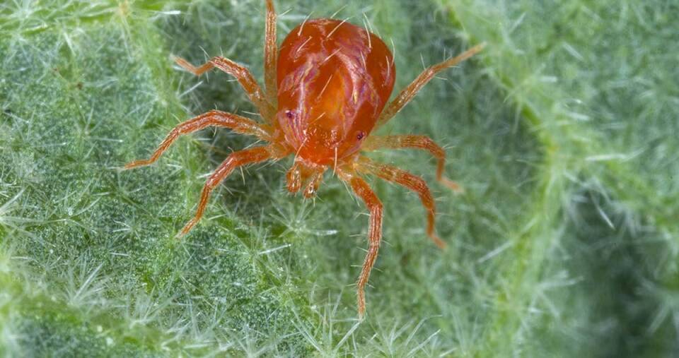 9 Natural Ways to Get Rid of Russet Mites Dre Campbell Farm