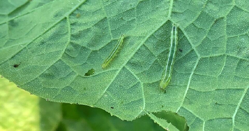 11 Natural Ways to Get Rid of Melon Worms Dre Campbell Farm