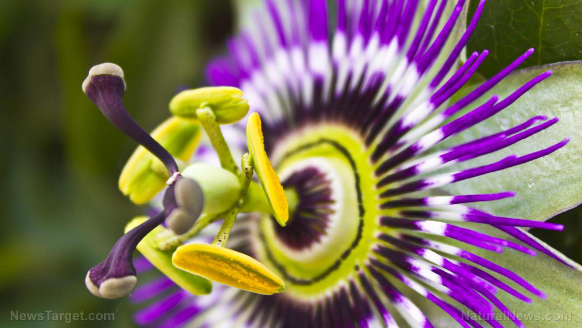 The wingedstem passionflower can selectively kill cancer cells, says