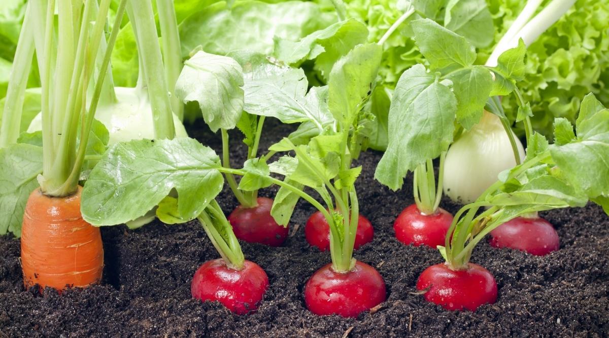 Following List Carrot Companion With Rosemary, Sage, and Chives are