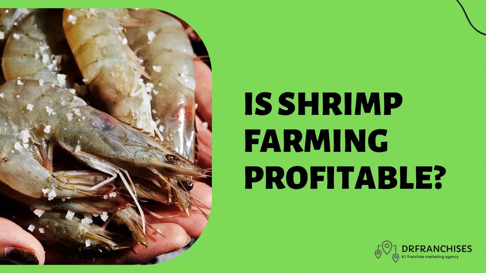 Is Shrimp Farming Profitable 2023? How To Start A Shrimp Farm?