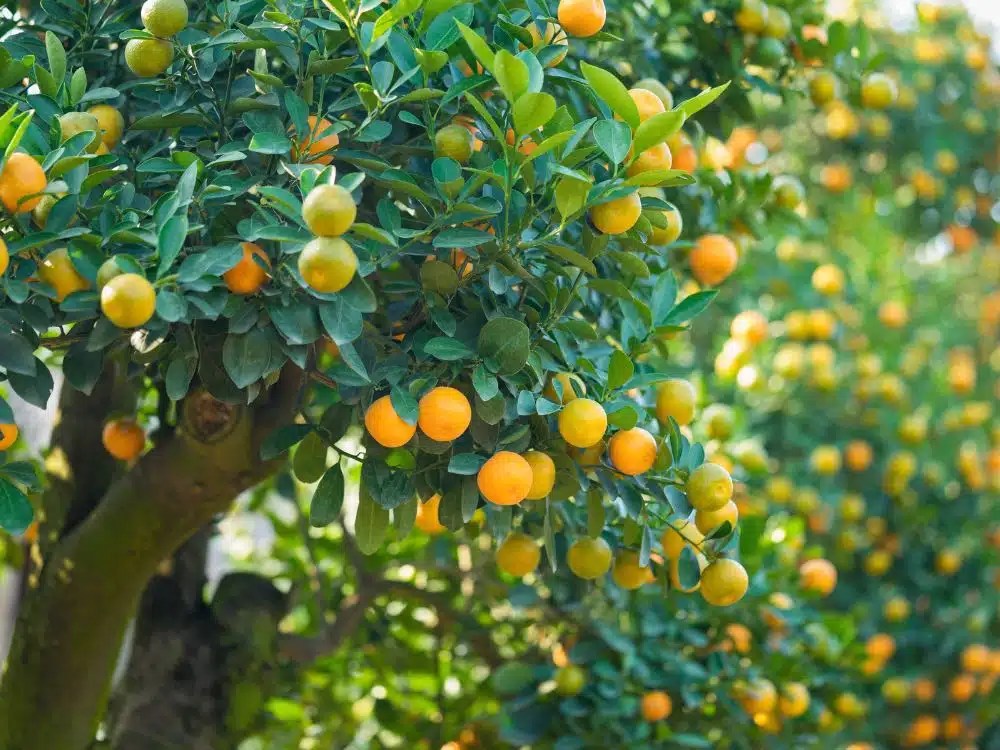 Profitable Trees To Grow 2024 6 HighValue Trees To Grow