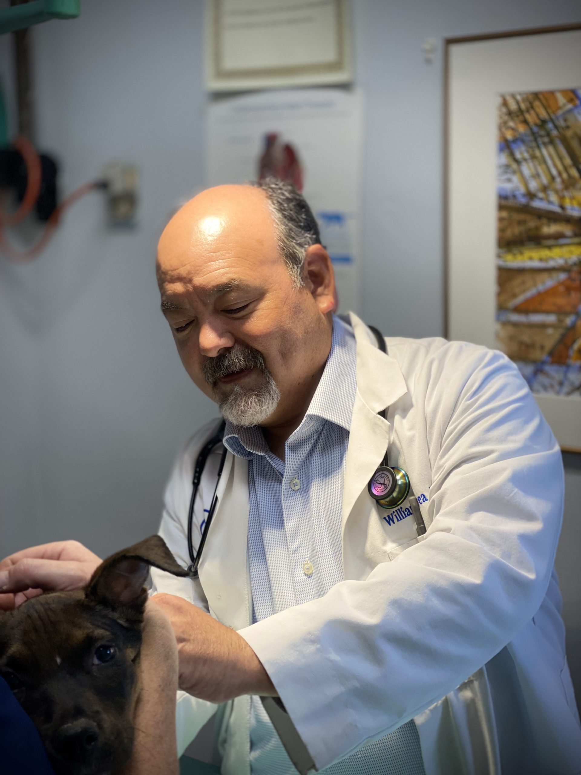 Contact Our Spring Valley, CA Veterinarians at Spring Valley Veterinary