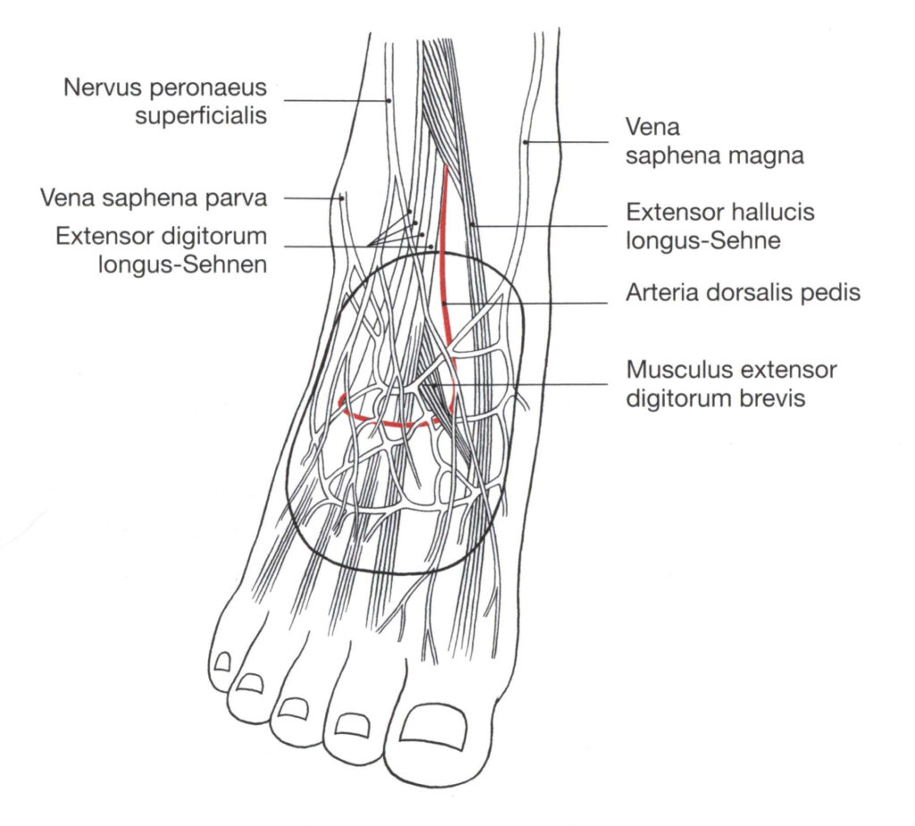 Dorsalis pedisLappen Plastische und Ästhetische Chirurgie