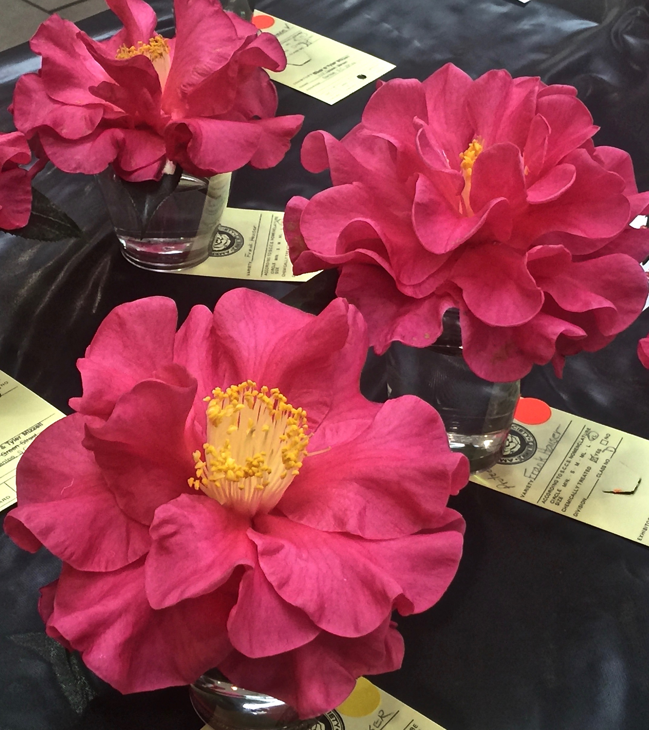 Charleston Camellias Charleston Flower Walker