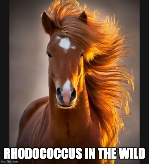 Straight from the Horse’s Lung Rhodococcus Equi Dr. Germophile