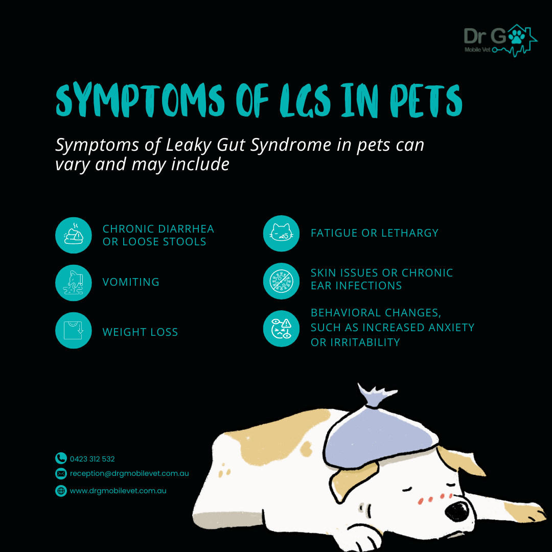 Leaky Gut Syndrome in Pets - Dr G Mobile Vet