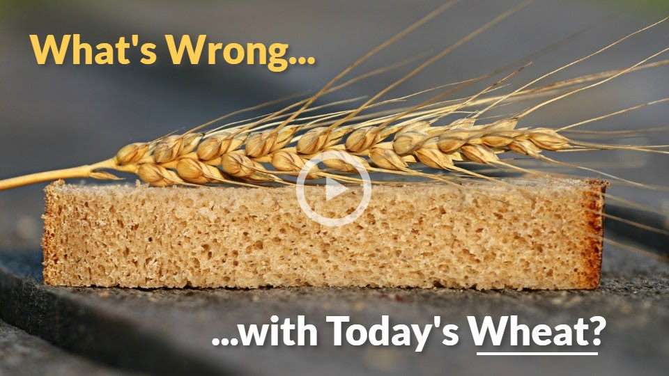 What’s Wrong with Today’s Wheat? « Dr. Godo's log