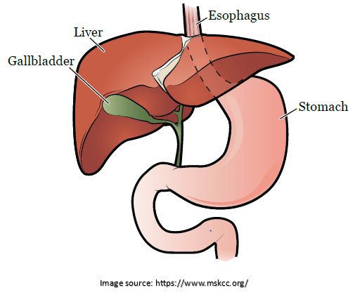 Chest Pain After Gallbladder Surgery - When to Seek Medical Attention