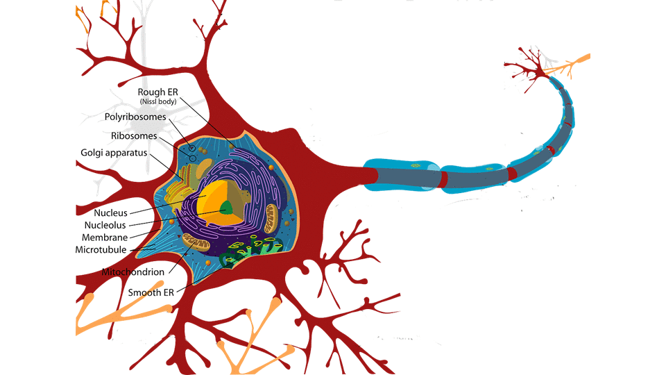 Reasons Why You Shouldn’t Just Cut and Paste Dr Hauss Training