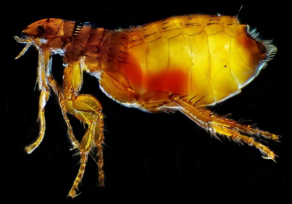 What do cat fleas look like to the human eye (with images!) Home Remedies
