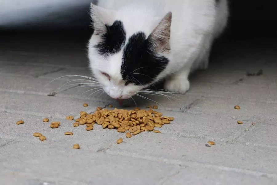 What Do Cats Like to Eat A Full List Home Remedies