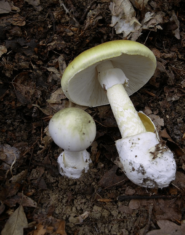 “Don’t eat those Death Caps!” Mushroom poisoning requiring liver