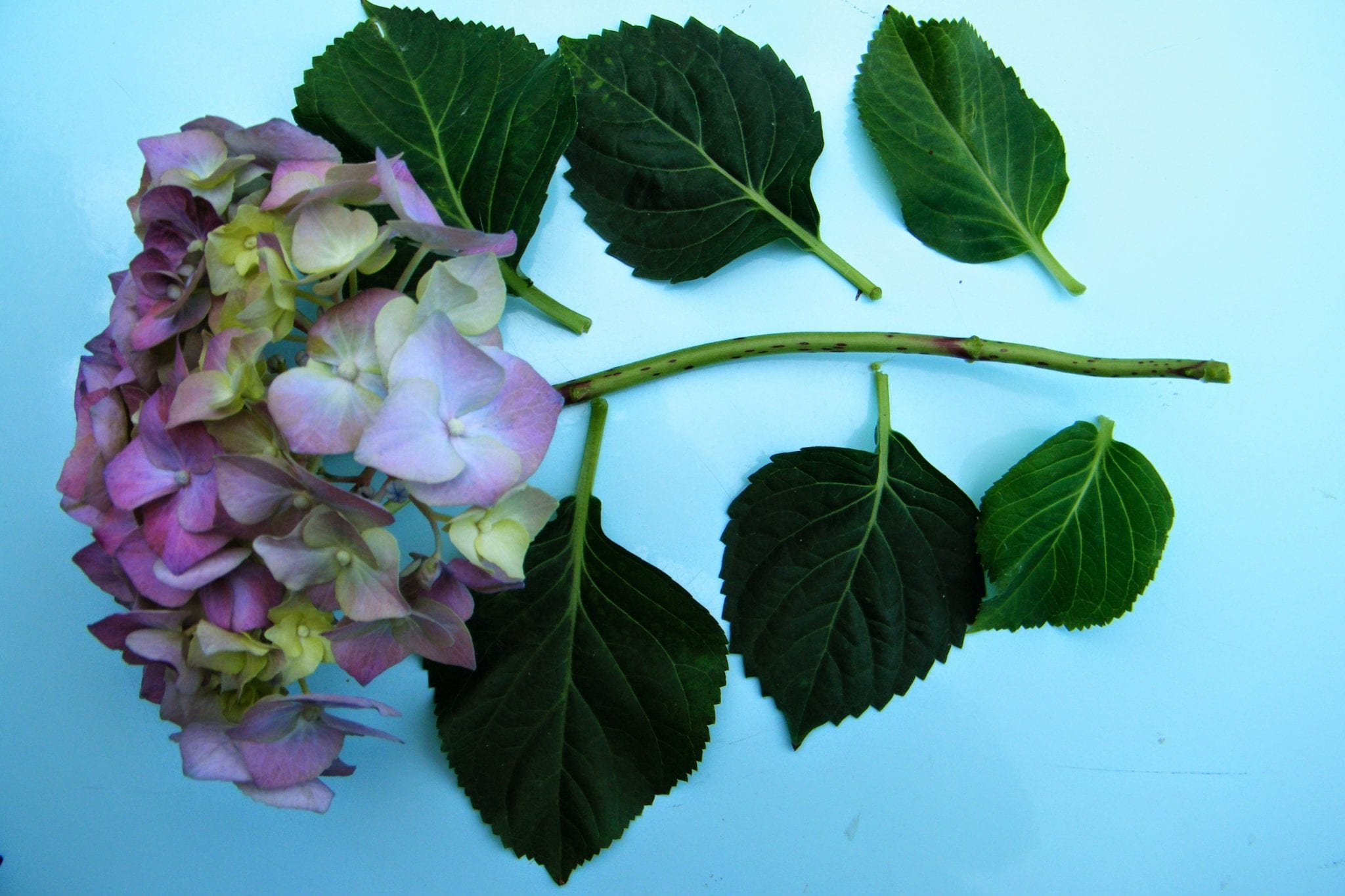 Drying hydrangea flowers Dried Flower Craft