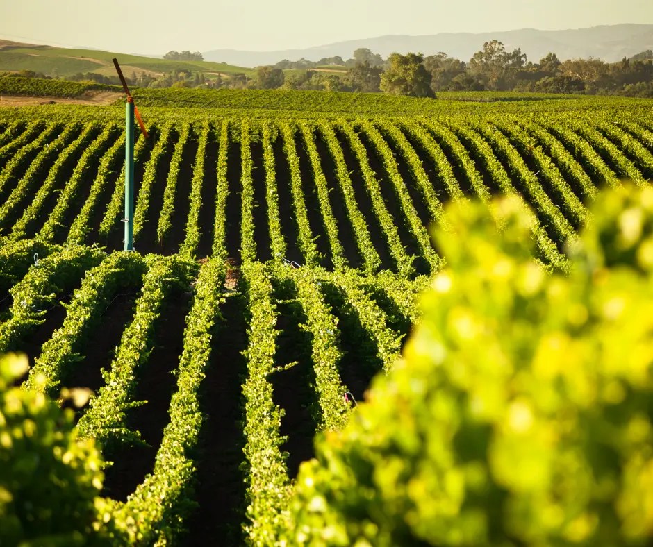 Private Dunsborough Wine Tour Drift Charter