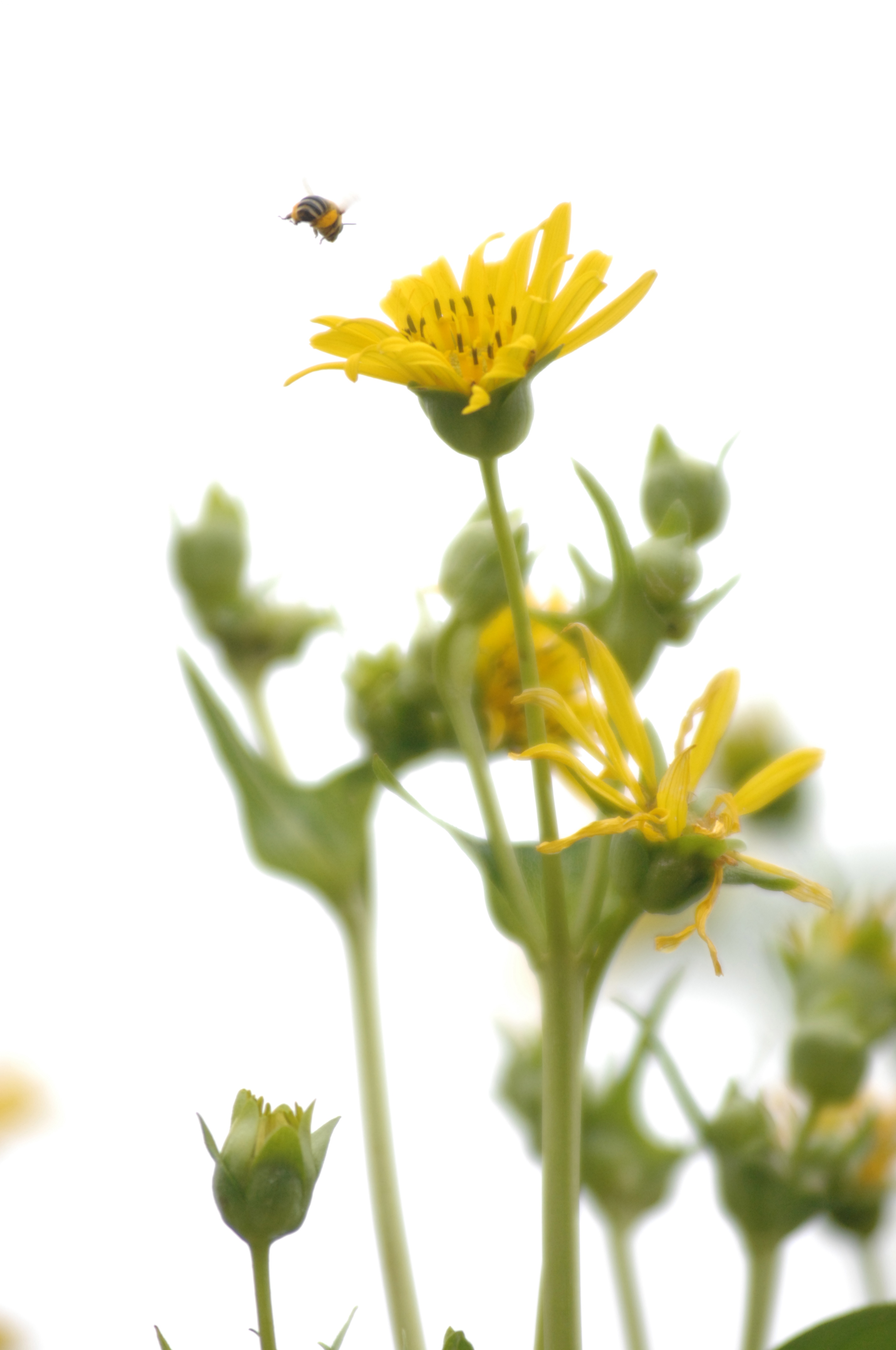 On Neonicotinoids BeeWise Native Plants