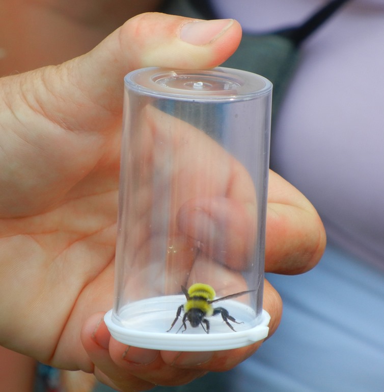 Bumble Bees Driftless Roots