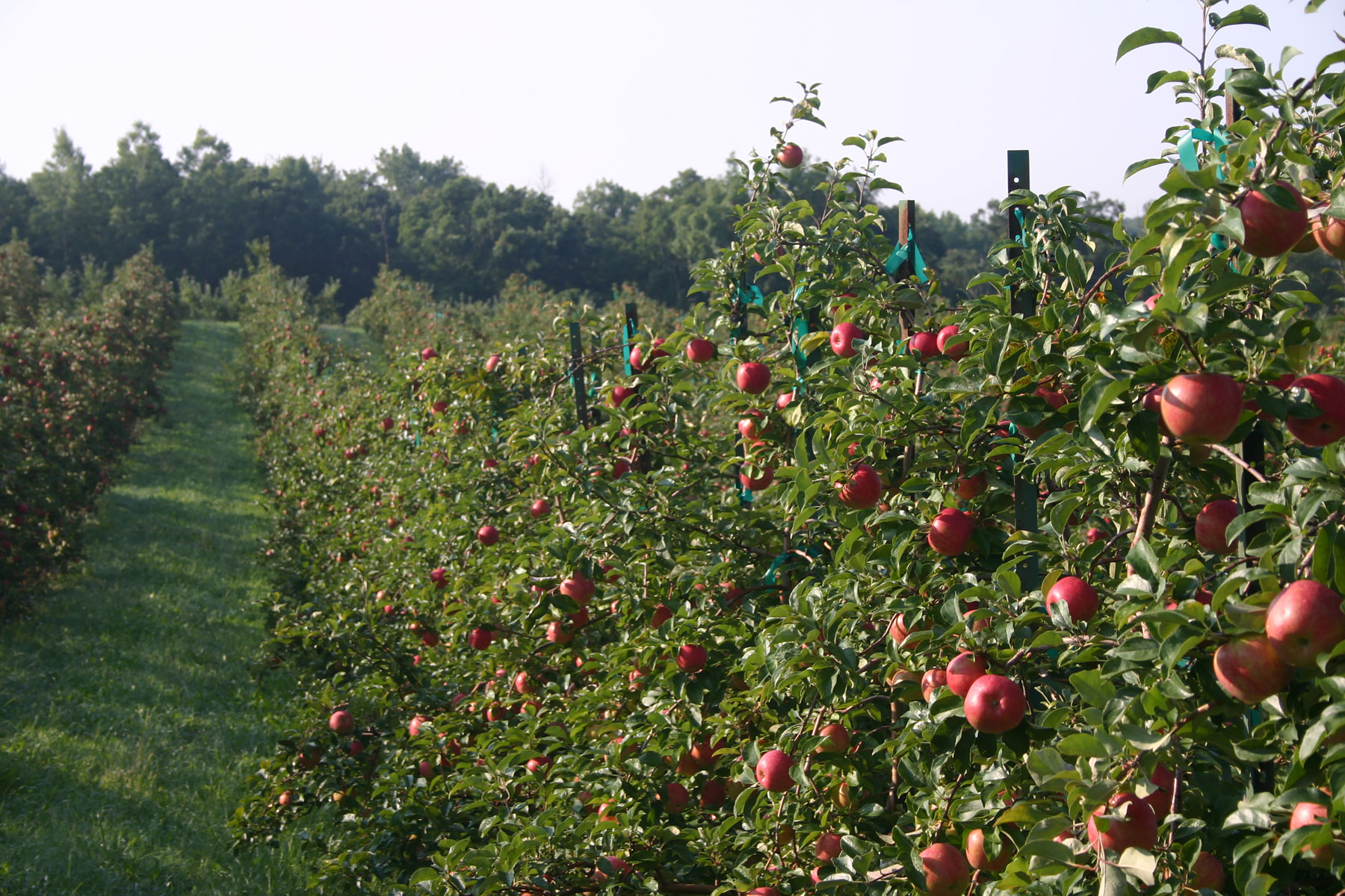 Sunrise Orchards Driftless Wisconsin