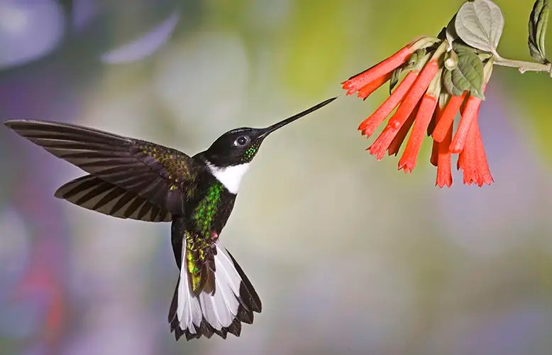 Ecuador’s Invites Travelers to Explore its Rich Biodiversity