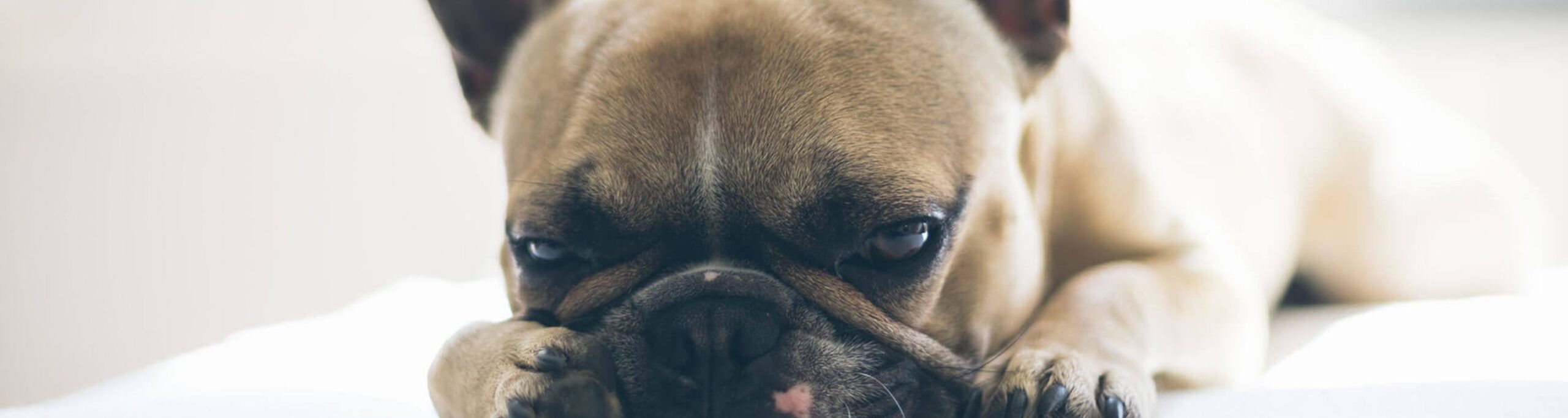 Pet Friendly Rentals in Mission Beach Drift VH San Diego Pet Friendly