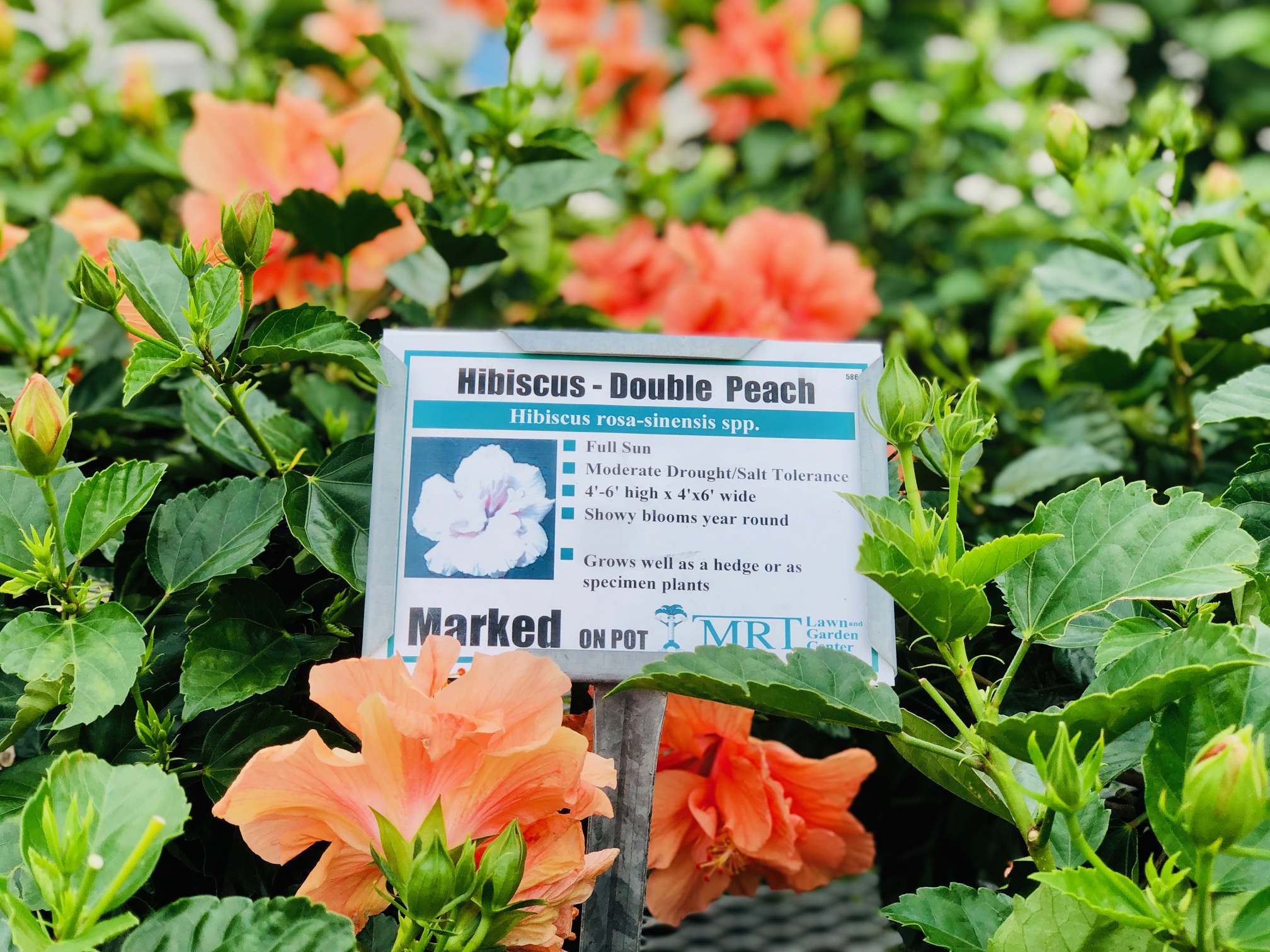 MRT ACE Lawn and Garden Center Store Driftwood4Aquariums by Compass Rose