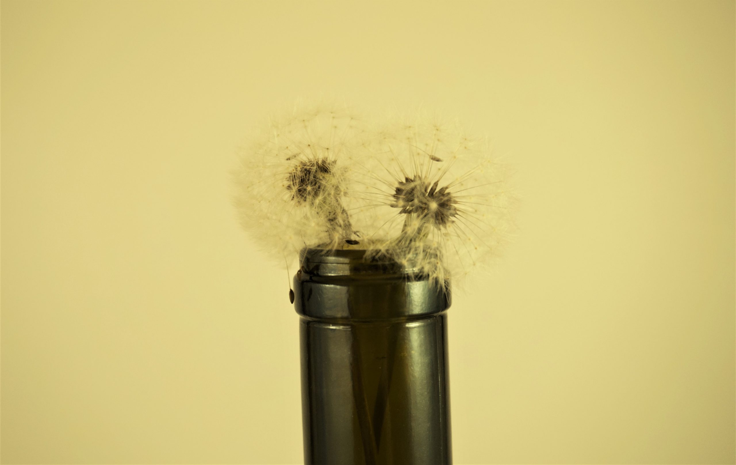 The Death of Dandelion Wine How America Got its Cottage Wines and Why