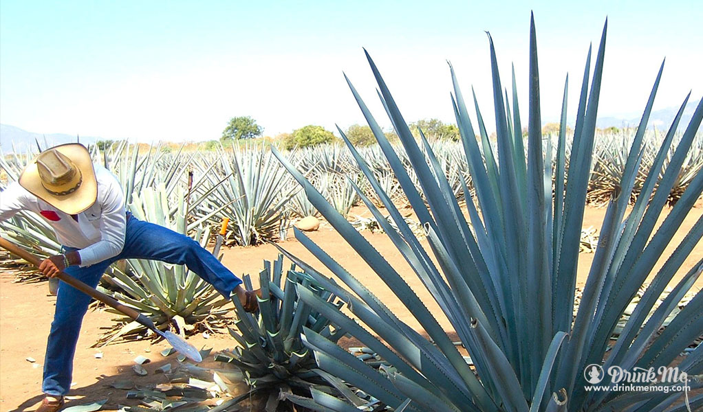 From Plant To Bottle, Find Out How Traditional Tequila Is Made Drink Me
