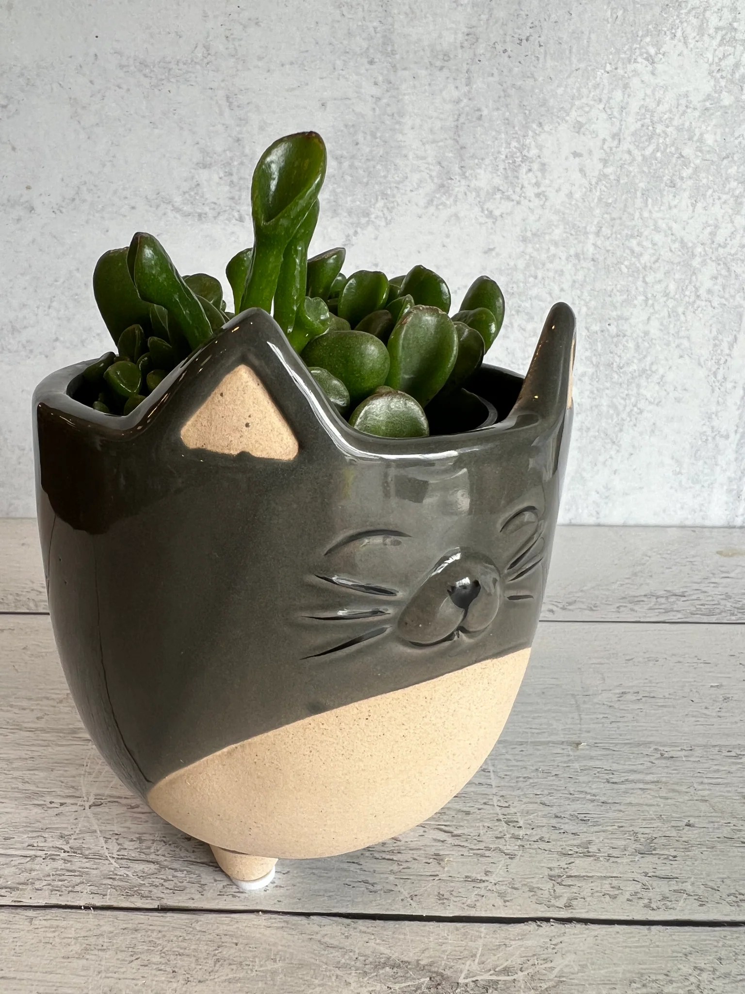 Cats and Hedgehogs & PigsOh My! Drinkwater Flowers