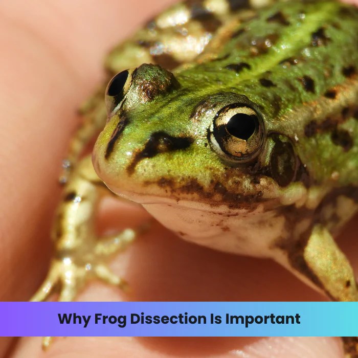 Why Frog Dissection Is Important DR Instruments