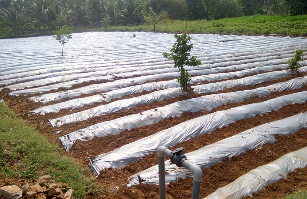 Drip Irrigation Providers and Suppliers in Kerala Drips 'n' Drops