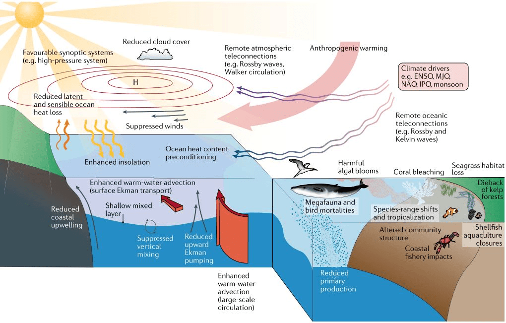 Marine Heatwave and its Impacts