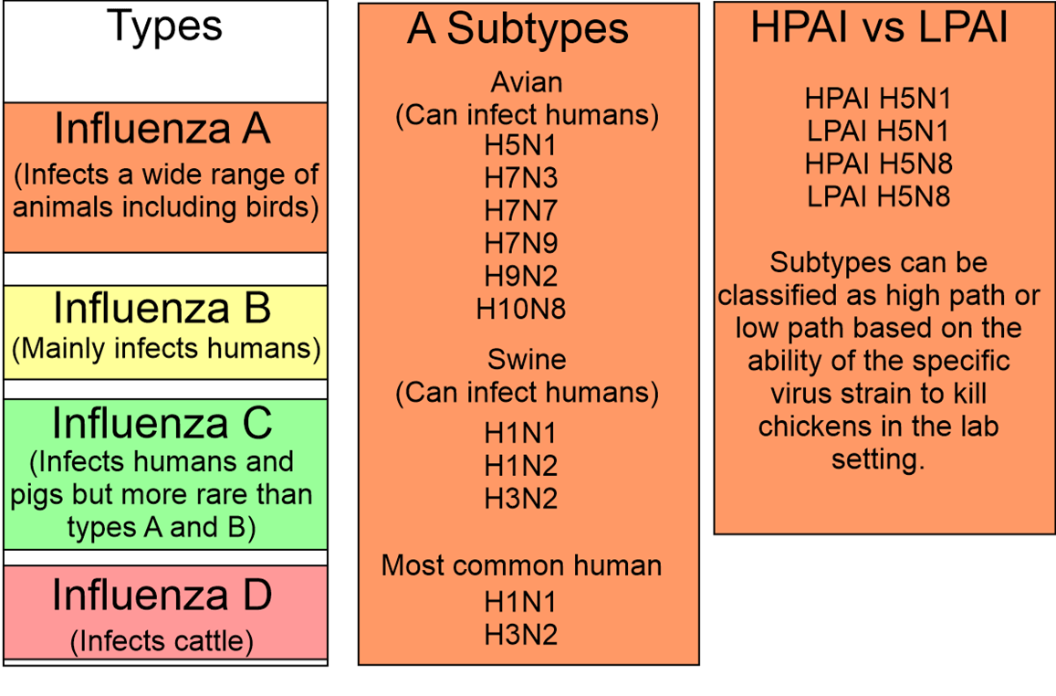 Bird Flu Outbreaks in Mammals