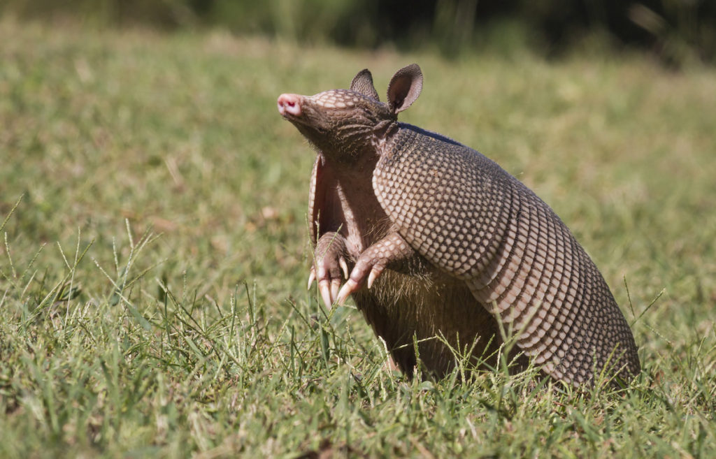 NineBanded Armadillos Thrive in Florida DriveBye Pest Exterminators