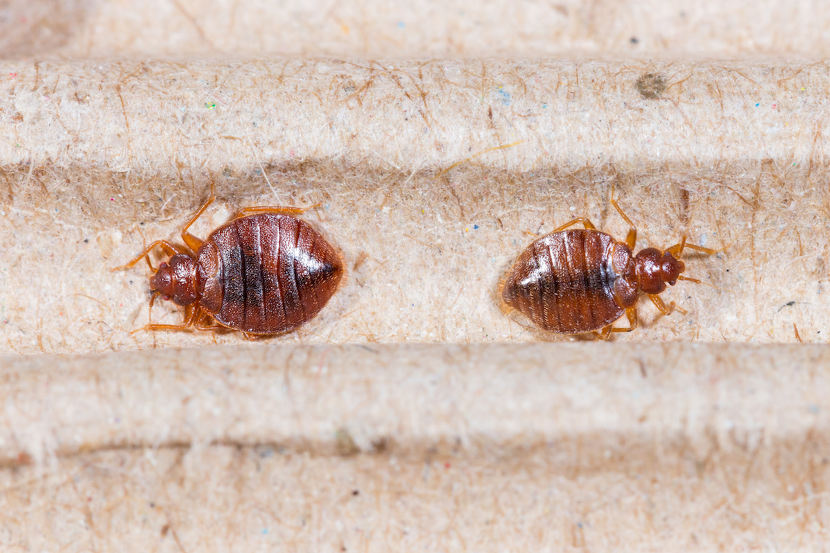 Bed Bug Infestation — One in Five Americans DriveBye Pest Exterminators