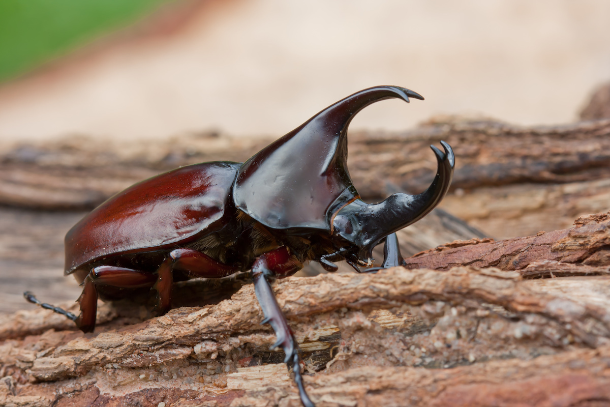 Eastern Hercules Beetle Flying