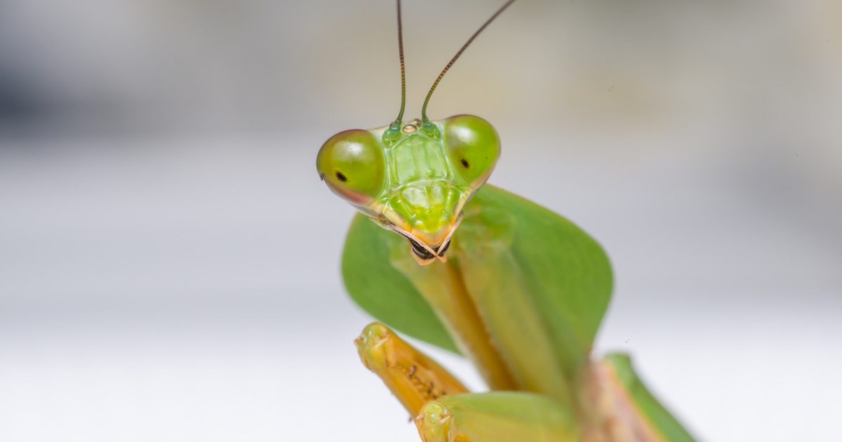 Praying Mantis are Deadly to Their Prey DriveBye Pest Exterminators