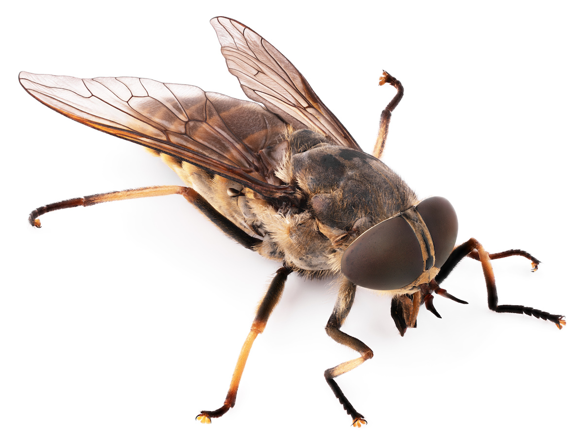 Human Bot Flies Grow in their Host’s Flesh DriveBye Pest Exterminators