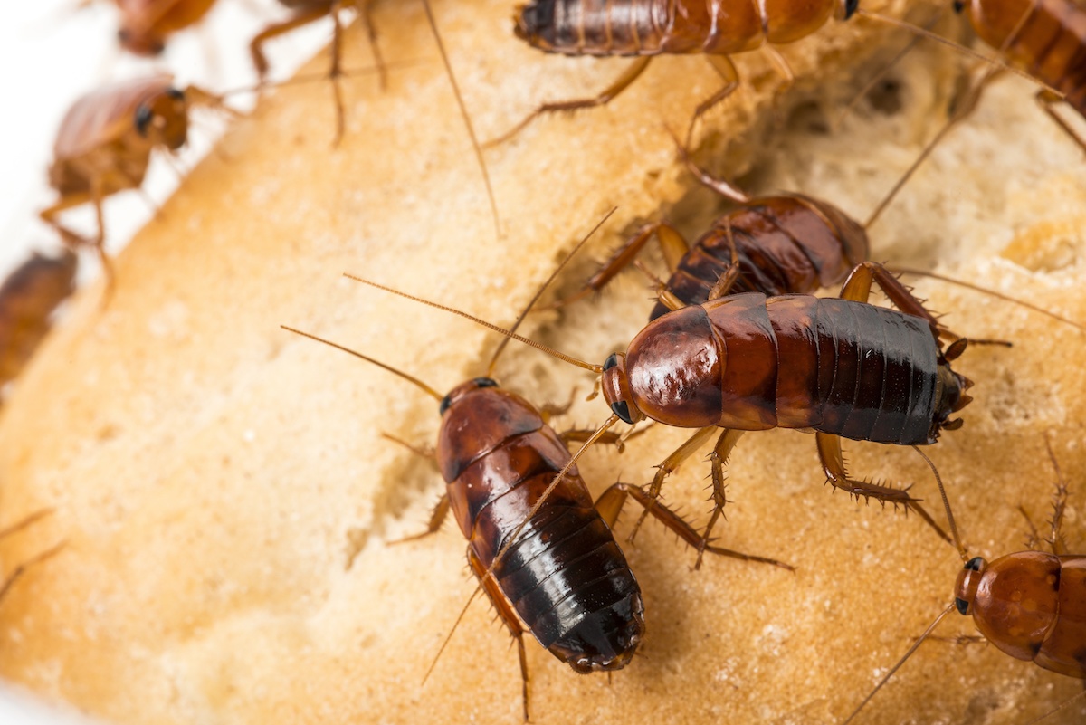 tenting a house for roaches goodscooptograsprunningahead